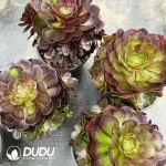 8Pcs Aeonium HuaYueYe Clustering - Image 2