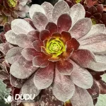 8Pcs Aeonium Black Widow clustering