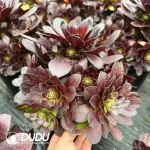 8Pcs Aeonium Black Widow clustering - Image 2