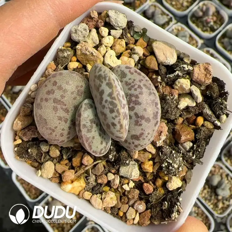 1756123514-1742550047-e201.webp Adromischus flower egg - Image 1