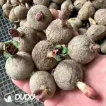 Euphorbia Rose Euphorbia