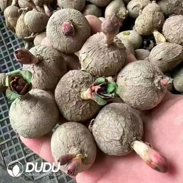 Euphorbia Rose Euphorbia - Image 1