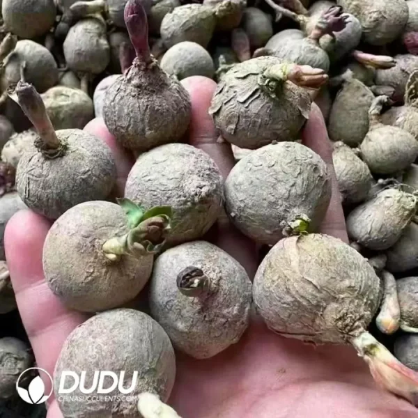 Euphorbia Rose Euphorbia - Image 2