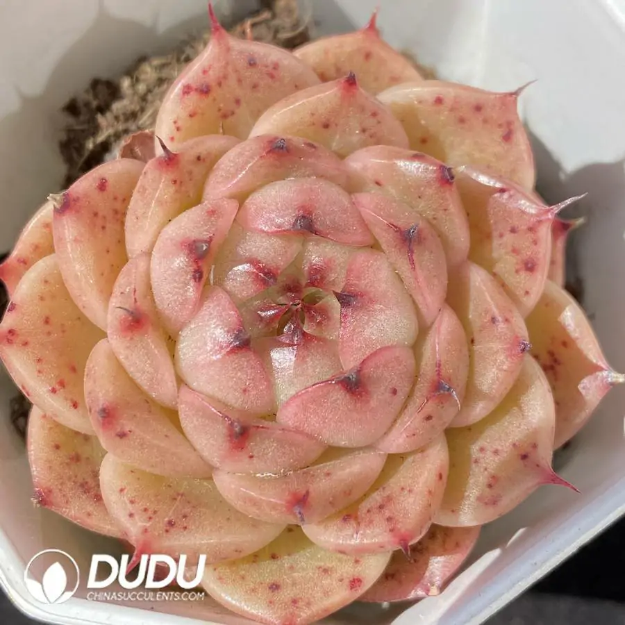 1756123527-1742550097-e201.webp Echeveria Little black pig - Image 1