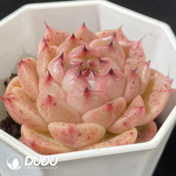 Echeveria Little black pig - Image 2