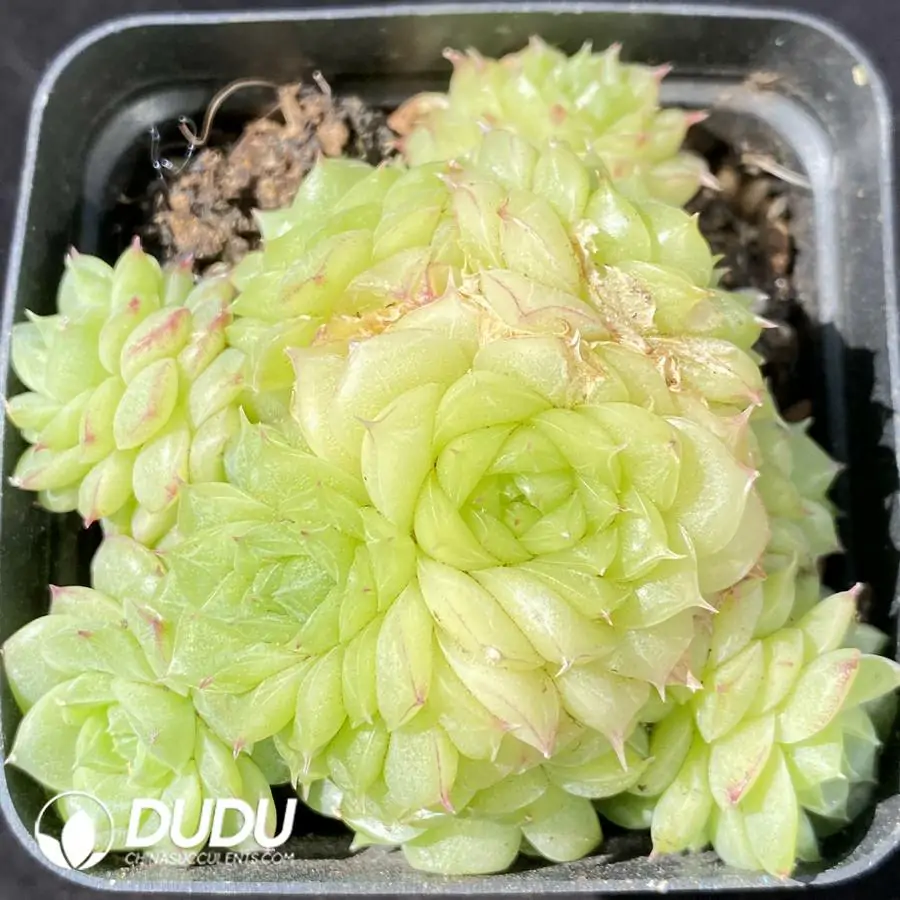 1756123530-1742550124-e201.webp Echeveria Jade Clustering - Image 1