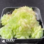 Echeveria Jade Clustering - Image 2