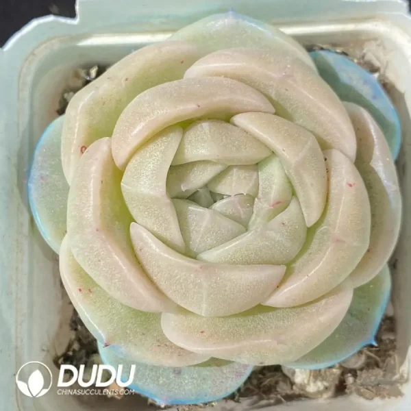 1756123552-1742550198-e201.webp Echeveria White Ice Jenny - Image 1