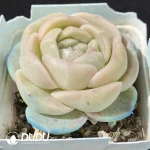Echeveria White Ice Jenny - Image 2