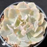 Echeveria Bilibian Variegated
