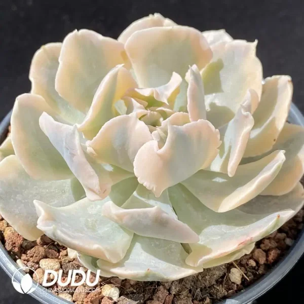 Echeveria Bilibian Variegated - Image 2