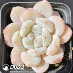 Echeveria Milk Cover