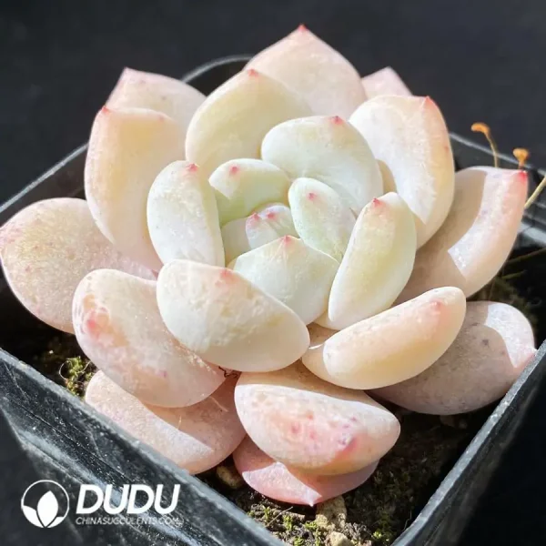 Echeveria Milk Cover - Image 2