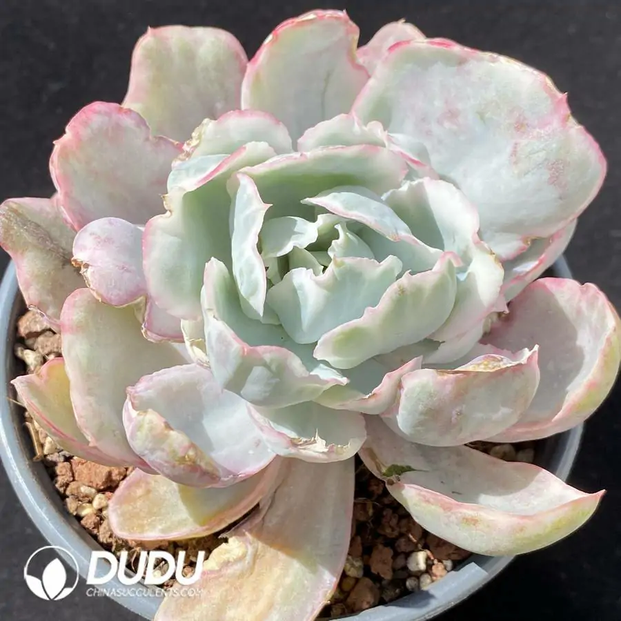 1756123592-1742550338-e201.webp Echeveria Echeveria Berkeley Variegated - Image 1