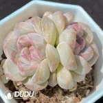 Echeveria Snow Tower Double Heads