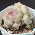 Echeveria Snow Tower Double Heads - Image 2
