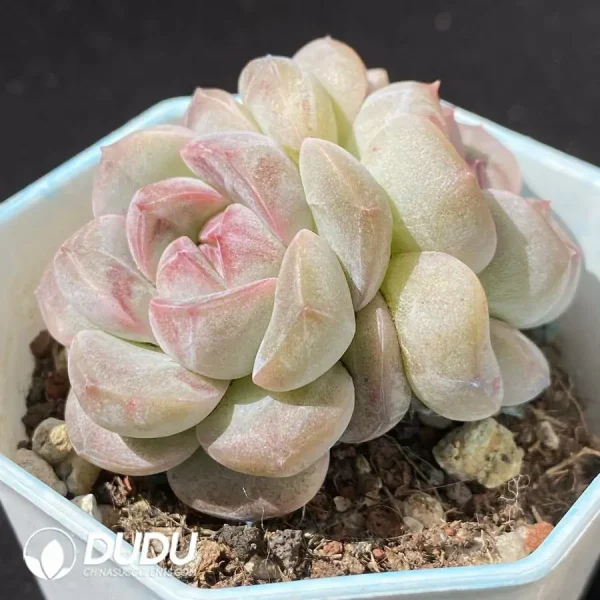 Echeveria Snow Tower Double Heads - Image 2