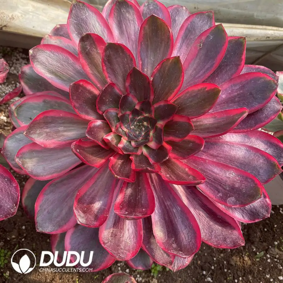 1756123643-1742795336-e201.webp Aeonium Red Witch - Image 1
