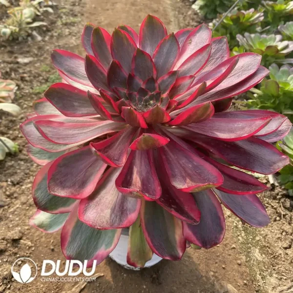 Aeonium Red Witch - Image 2