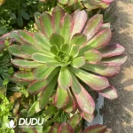 Aeonium Anna Clustering