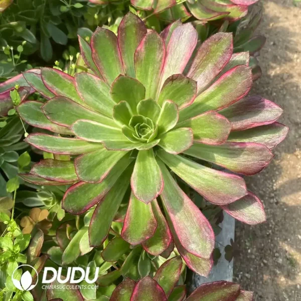 1756123659-1742795386-e201.webp Aeonium Anna Clustering - Image 1