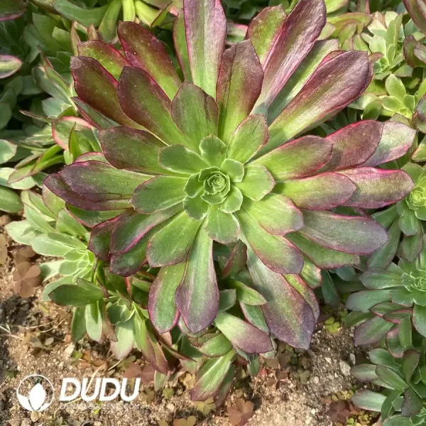 1756123660-1742795389-e202.webp Aeonium Anna Clustering - Image 2