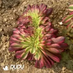 Aeonium Meiji Cristata