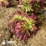 Aeonium Meiji Cristata - Image 2