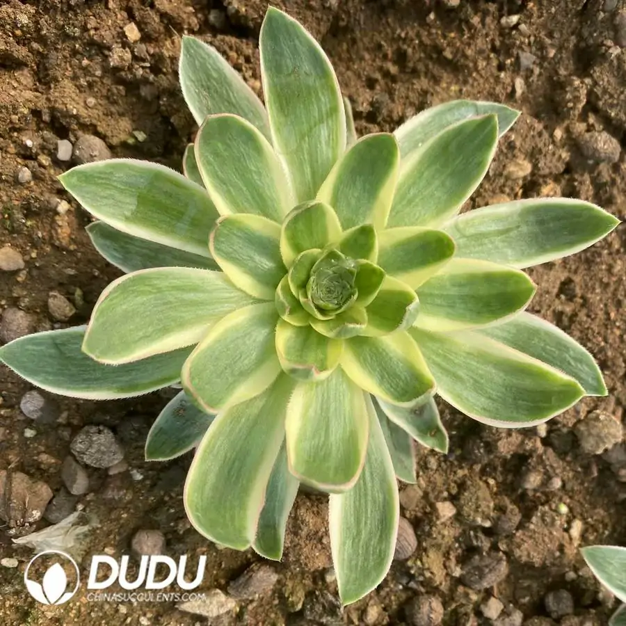 1756123681-1742795466-e201.webp Aeonium Green Lotus - Image 1