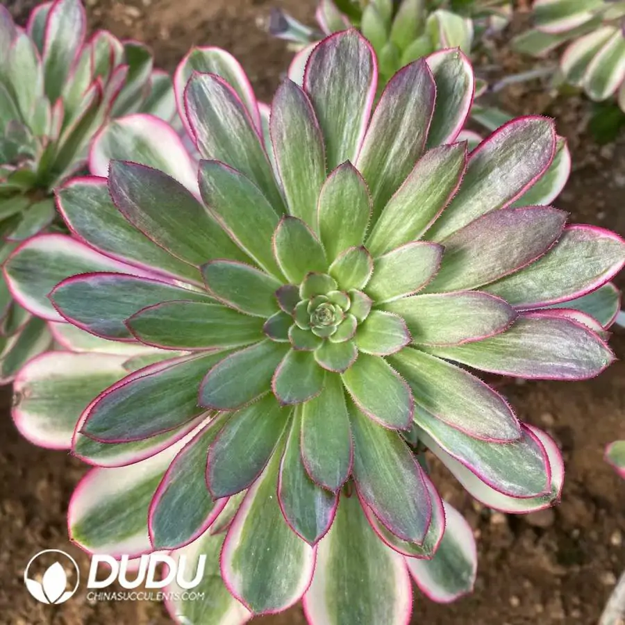 1756123691-1742795517-e201.webp (Grafted)Aeonium Qingcheng Mutated - Image 1