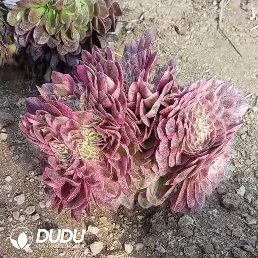 1756123735-1748225043-e201.webp Aeonium Lychee Cristate - Image 1