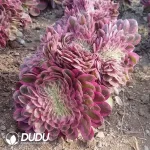 Aeonium Lychee Cristate - Image 2