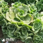Aeonium LilyPad Clustering