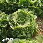 Aeonium LilyPad Clustering - Image 2