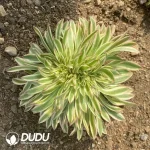 Aeonium Xiyan Cristata