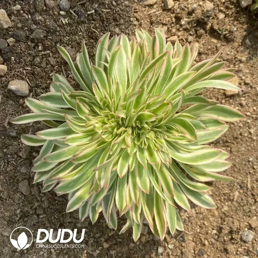 1756123760-1742795754-e201.webp Aeonium Xiyan Cristata - Image 1