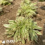 Aeonium Xiyan Cristata - Image 2