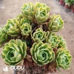 Aeonium Golden Autumn Clustering