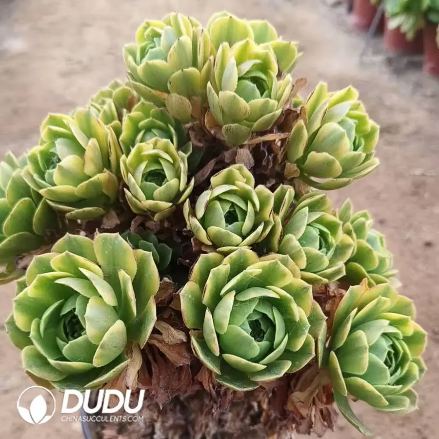 1756123766-1748225236-e201.webp Aeonium Golden Autumn Clustering - Image 1