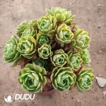 Aeonium Golden Autumn Clustering - Image 2