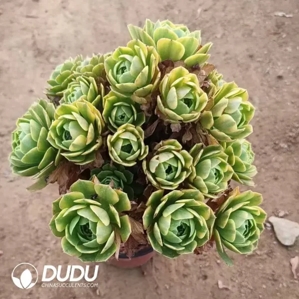 Aeonium Golden Autumn Clustering - Image 2