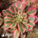 Echeveria Pretty in Pink Clustering