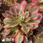 Echeveria Pretty in Pink Clustering - Image 2