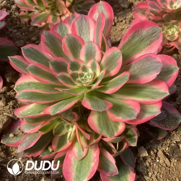 Echeveria Pretty in Pink Clustering - Image 2