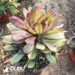 Aeonium Pink Daisy Clustering