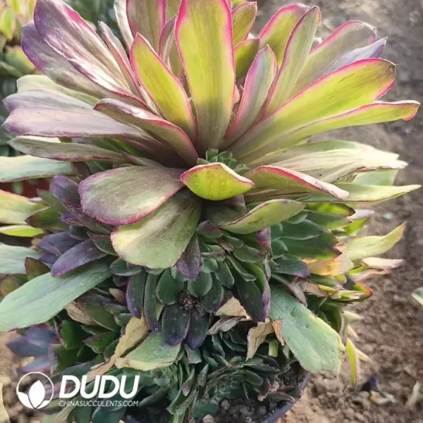 Aeonium Pink Daisy Clustering - Image 2
