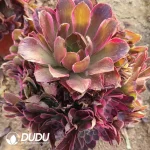 Aeonium White Wedding Dress Clustering
