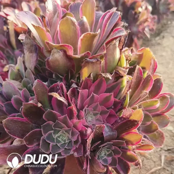 Aeonium White Wedding Dress Clustering - Image 2