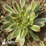 Aeonium V variegated