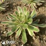 Aeonium V variegated - Image 2